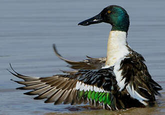 Canard souchet