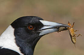 Australian Magpie