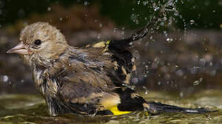 European Goldfinch