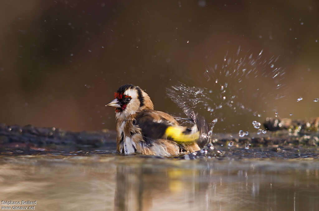 European Goldfinchadult, care