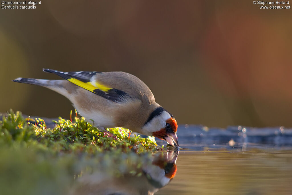 Chardonneret élégantadulte