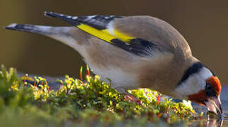 European Goldfinch