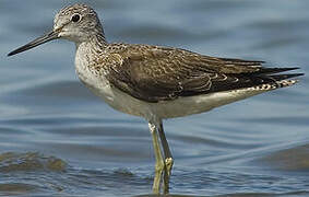 Common Greenshank