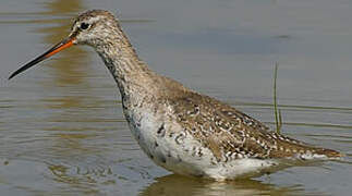 Spotted Redshank