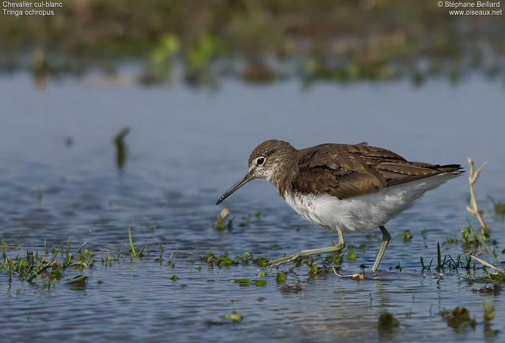 Green Sandpiper