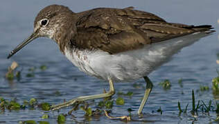 Green Sandpiper