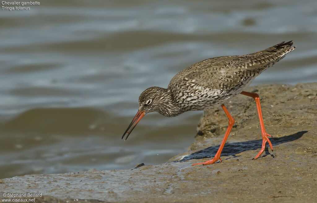 Common Redshank