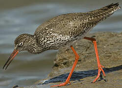 Common Redshank