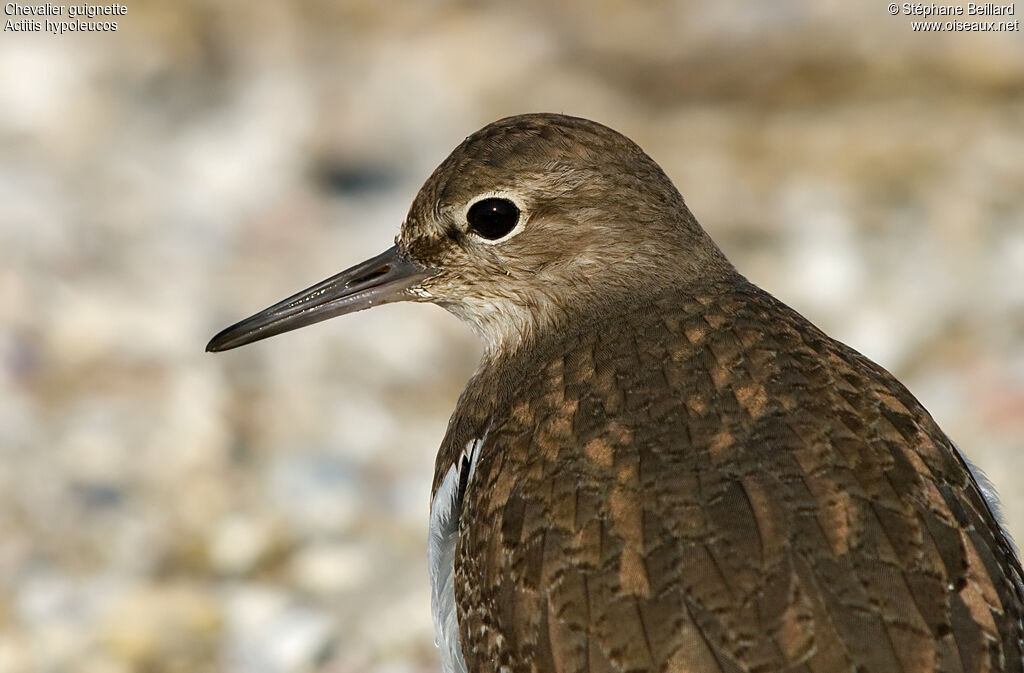 Common Sandpiper