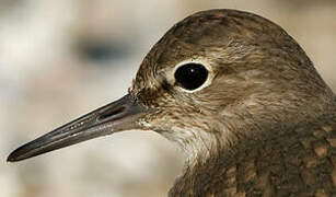 Common Sandpiper