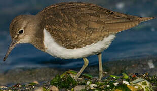 Common Sandpiper