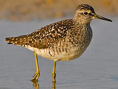 Wood Sandpiper