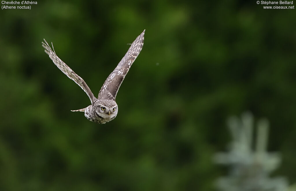 Little Owl, Flight