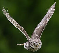 Little Owl