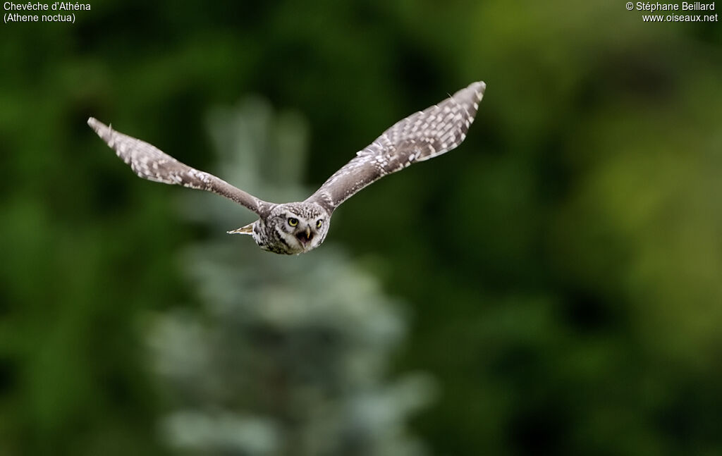 Little Owl