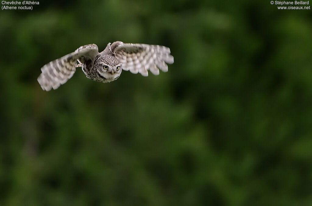 Little Owl