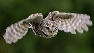 Little Owl