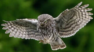 Little Owl