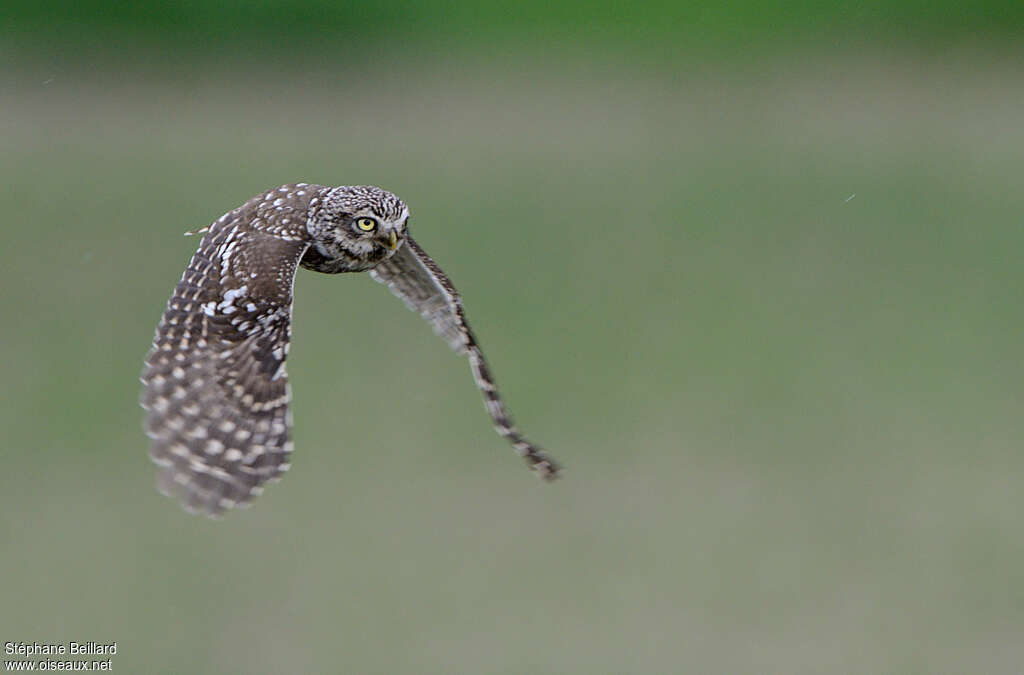 Little Owl, Flight