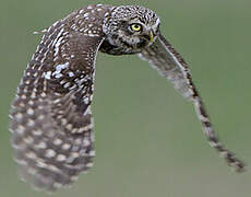 Little Owl