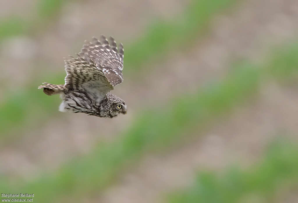 Little Owl, Flight