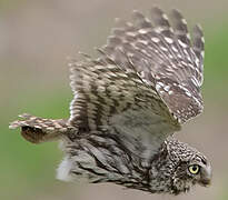 Little Owl