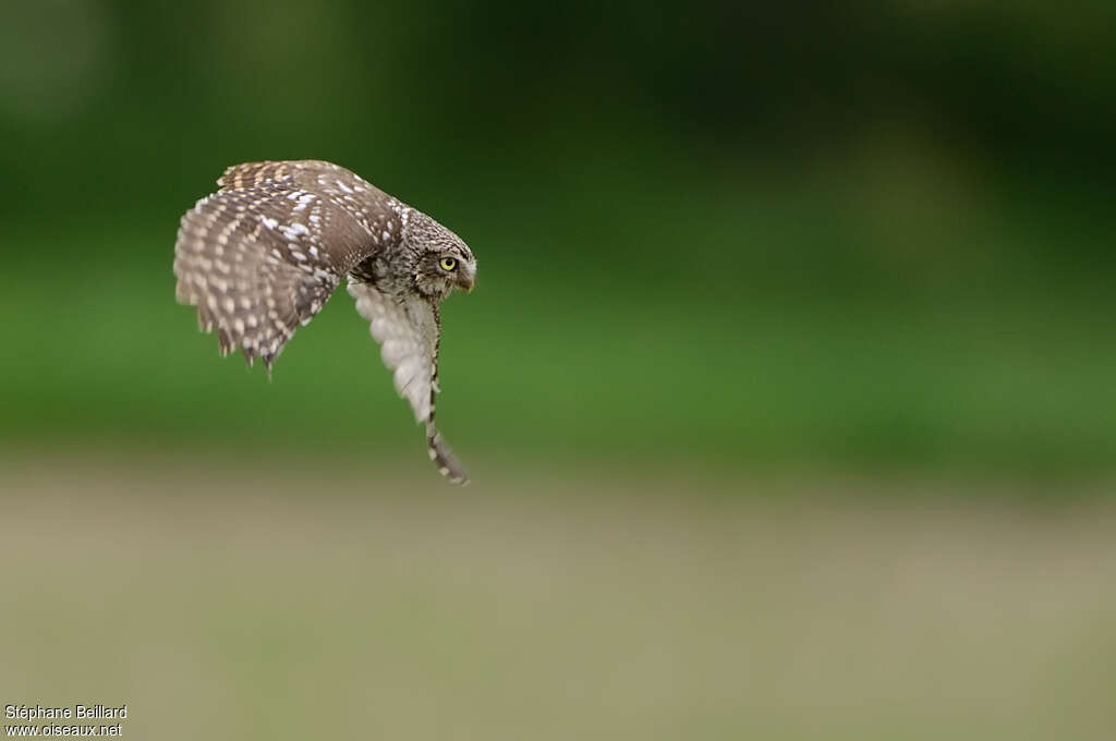 Little Owladult, Flight