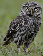 Little Owl