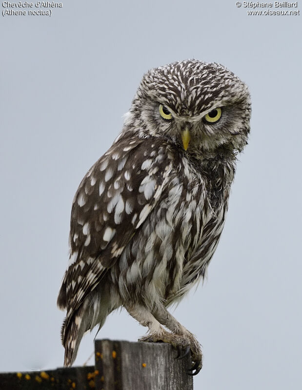 Little Owl