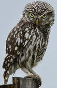 Little Owl