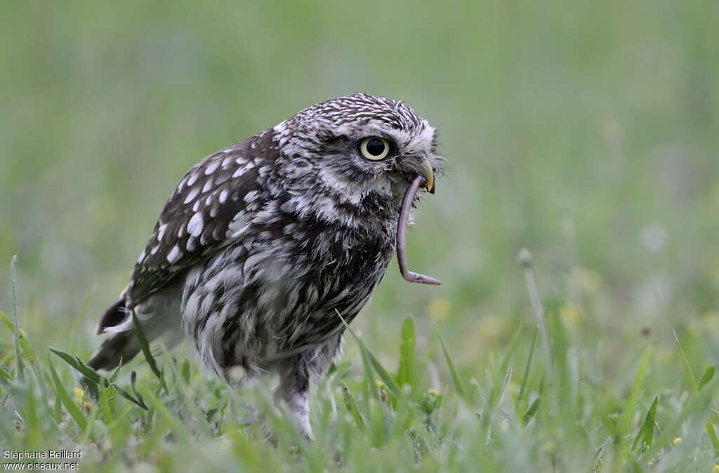 Little Owl, feeding habits, eats