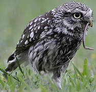 Little Owl