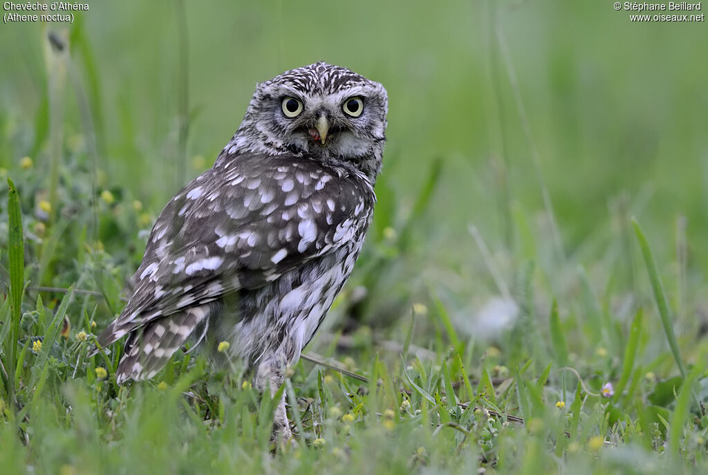 Little Owl