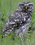 Little Owl