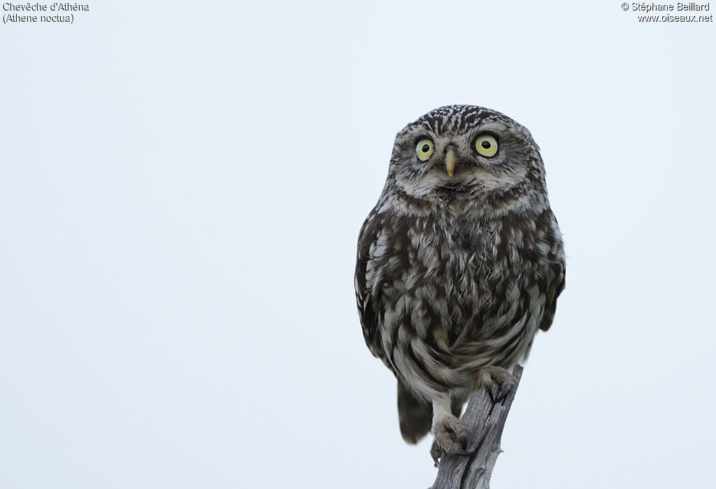 Little Owl