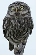 Little Owl