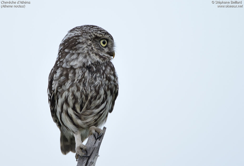 Little Owl