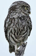 Little Owl