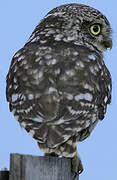 Little Owl