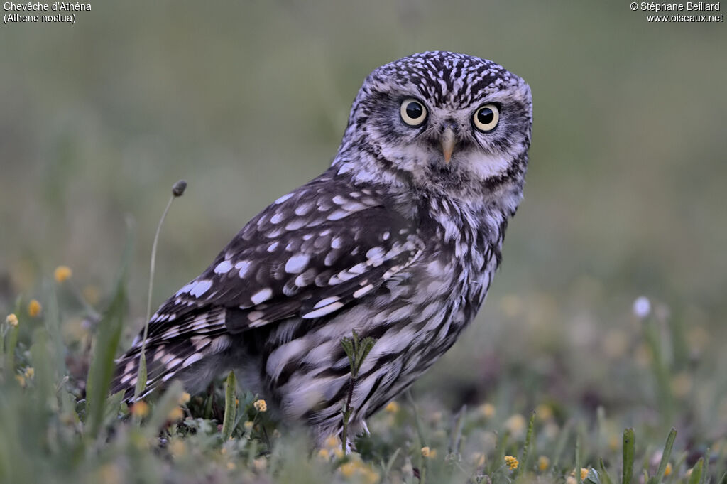 Little Owl