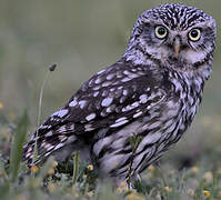 Little Owl