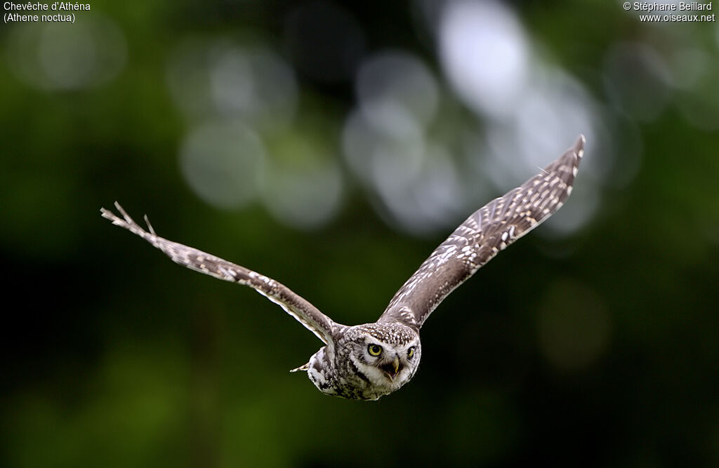 Little Owl