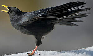 Alpine Chough