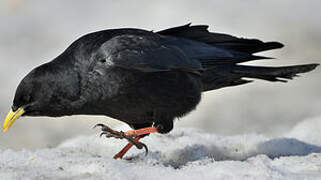 Alpine Chough