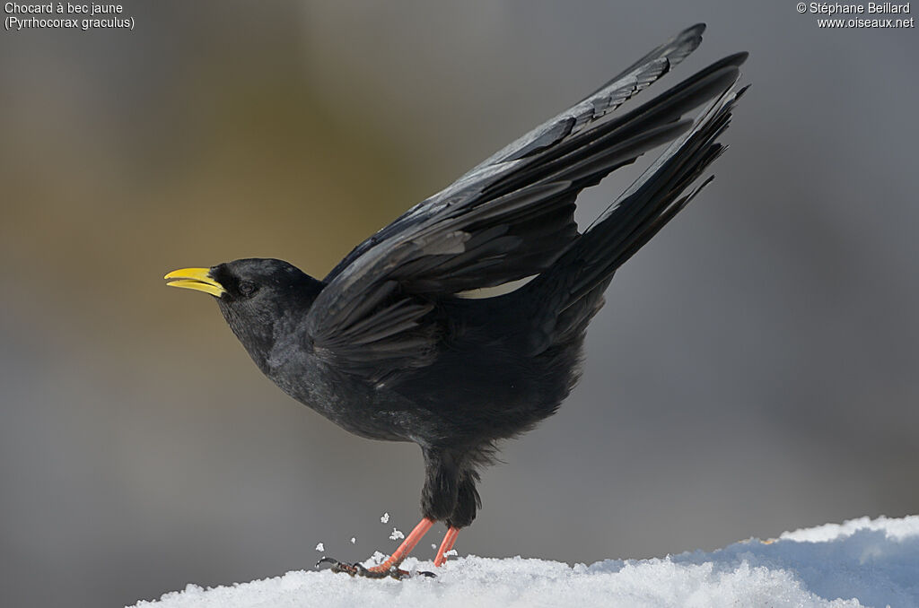 Chocard à bec jauneadulte