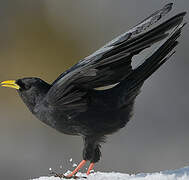 Alpine Chough