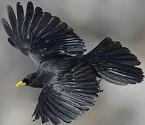 Alpine Chough