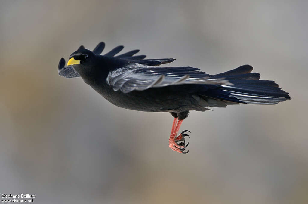 Alpine Choughadult, Flight, Behaviour