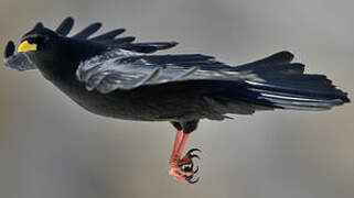 Alpine Chough