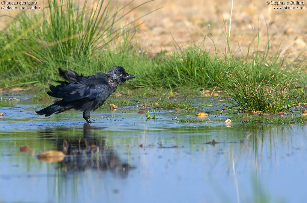 Western Jackdaw